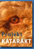 zum Projekt Katarakt